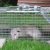 Boca Raton Raccoon and Possum Control by Florida's Best Lawn & Pest, LLC
